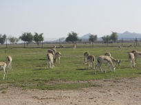 More gazelles